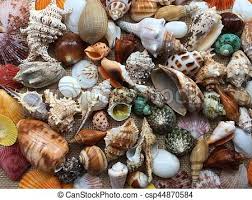 Collection Of Seashells Colorful Amazing Background Of Sea Shells