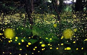How And Why Do Fireflies Light Up Scientific American