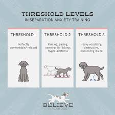 separation anxiety training
