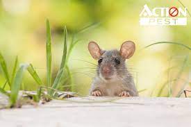 How To Remove Mice Urine Smell Easy 6