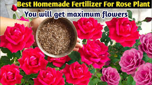 best homemade fertilizer for rose plant
