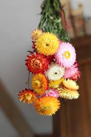 Сухите цветя, известни още като сухоцветни цветя или безсмъртни цветя, е група цветя, чиято форма и цветове са устойчиви във времето при правилно изсушаване, което ги прави популярни като декорация, особено извън сезона за цъфтеж. Cvetya Esen Suhi Cvetya Septemvri Buket Pikist