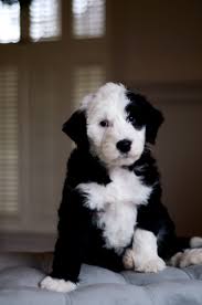 Maybe you would like to learn more about one of these? Goldendoodle Sheepadoodle And Bernedoodle Puppies Double U Doodles