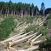 Environmentalism and Deforestation Activities