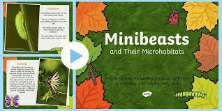 Minibeasts Habitats And Microhabitats