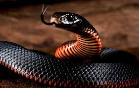 Тайпан: самая опасная ядовитая змея планеты | О змеях | Дзен