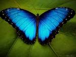 Image result for morpho butterfly google images