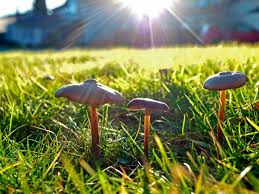 mushrooms growing on my lawn how to