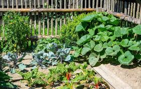 Vegetable Gardening At Home For