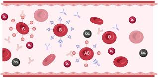 blood group antibos creative