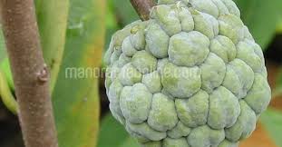 To put it simply, the sugar apple's flavor combination will in india it is known as: à´¸ à´¤à´ª à´ªà´´à´¤ à´¤ à´¨ à´± à´‰àµ½à´ª à´¦à´¨à´¶ à´· Crop Vegetable Fruit