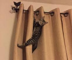 5 best cat proof curtains 2024 furry