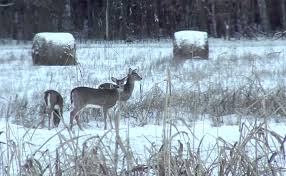 bagging bucks in hay bale blinds deer