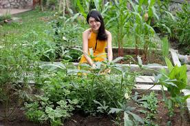 Edible Garden Under Rm 1000