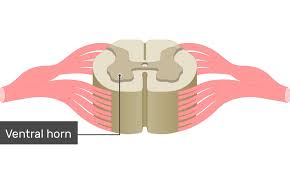 spinal cord gray matter anatomy