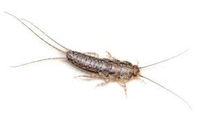 silverfish insect facts adams