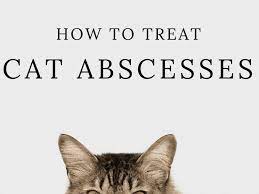how to treat cat abscesses at home