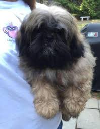 Shih tzu, dogs are you in massachusetts looking for a shih tzu puppy? Shih Tzu Puppies 1 Male 1 Female For Sale In Middleboro Massachusetts Classified Americanlisted Com