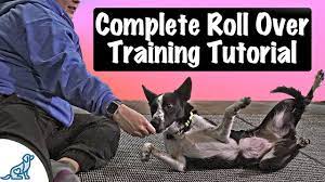 how to teach your dog to roll over