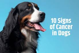 dog cancer signs 10 warning symptoms