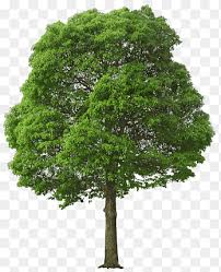 tree png images pngegg
