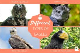 diffe eagle species