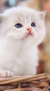 cute white cat 4k phone iphone