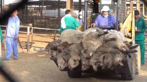 Imagini de groază cu oile exportate de România în Țările Arabe