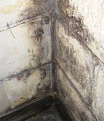 Read on to see how to wipe. Basement Mold And Mildew Long Island Waterproofing Repel Restoration Inc