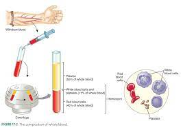 leukocytes or white blood cells wbcs