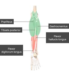 A pulled or strained calf muscle affects the muscles and tendons in the back of the lower leg. Gastrocnemius Muscle Attachments Actions Innervation