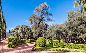 Beautiful Olive Trees In The Bahai
