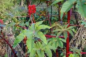 Ricinus Communis Castor Oil Plant The Poison Garden Website