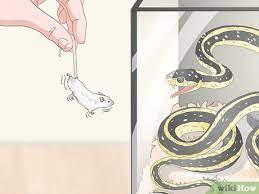 how to feed a snake frozen food with