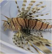 Image result for lion fish head spine