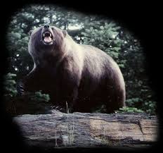 grizzly bear rugs brown black bear rug