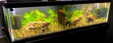 If you have two bettas, housing them in one tank with a divider will simplify caring for them because you won't need two tanks, two heaters or two filters. Any Diy Tank Divider Ideas General Discussion C A R E