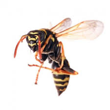The Real Truth About Wasp Stings Ehrlich Pest Control