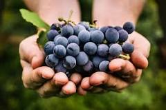 what-is-the-best-grape-to-eat
