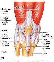 A tendon is a band of tissue that connects a the two peroneal tendons in the foot run side by side behind the outer a. 2