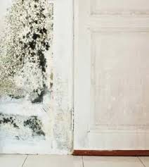 Tracking down odor from window may require checking for missing. Removing Black Mold Inside Behind And On Walls A Full Guide
