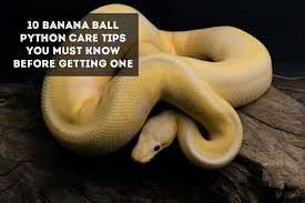 10 Banana Ball Python Care Tips You