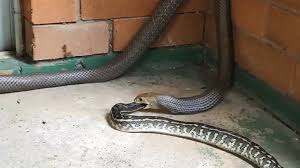 eastern brown snake swallows carpet