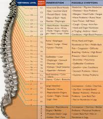 Spinal Nerve Function Chart Useful Information