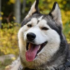 300 husky dog names with meanings