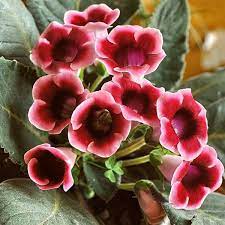 We did not find results for: Easy Flowers To Grow Indoors A Useful Guide For Indoor Gardening