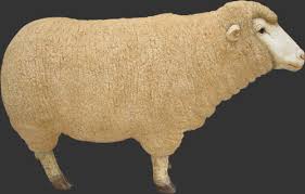 Merino Sheep Head Up Jr 080069 The
