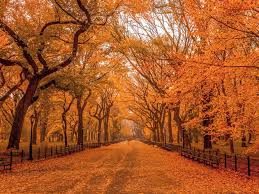 Image result for fall