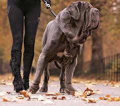 the top 20 largest dog breeds whose