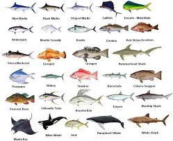 Types Of Fish Gulf Coast A Selection Of Pins About Animals